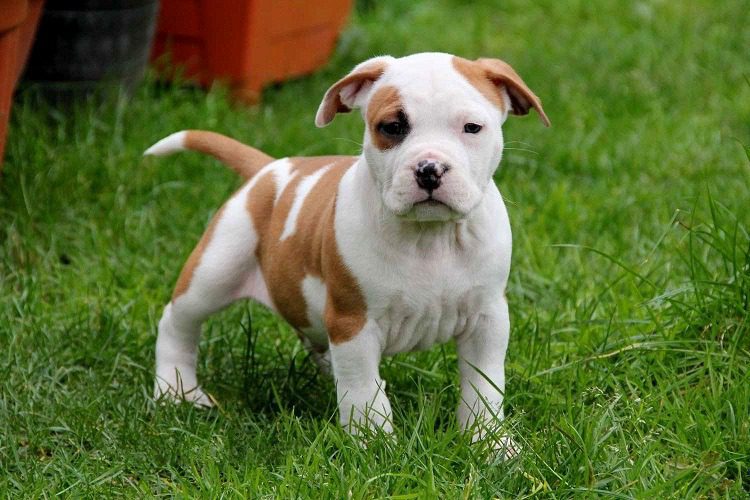 American Staffordshire Terrier Puppies in india