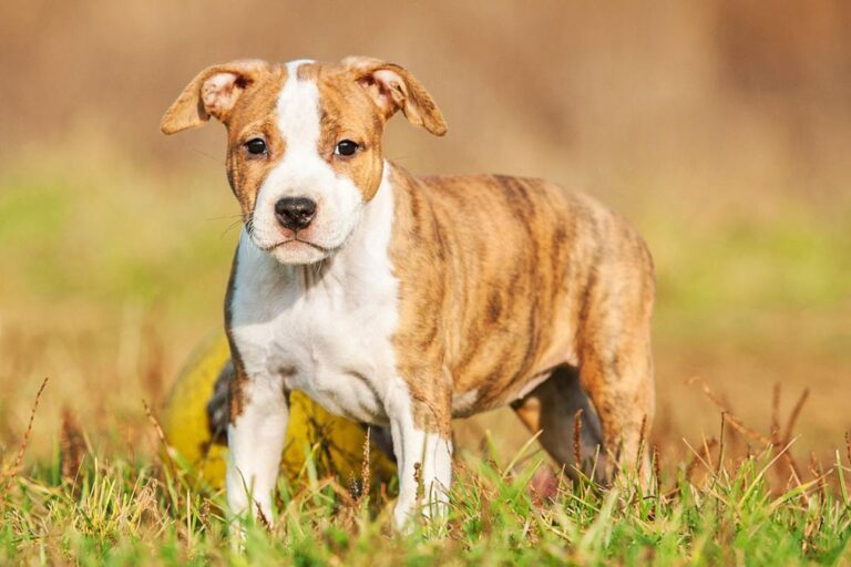 American Staffordshire Terrier Puppies near me