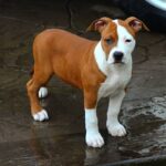 American Staffordshire Terrier Puppies For Sale