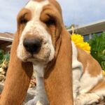 Basset Hound Puppies For Sale in delhi, India