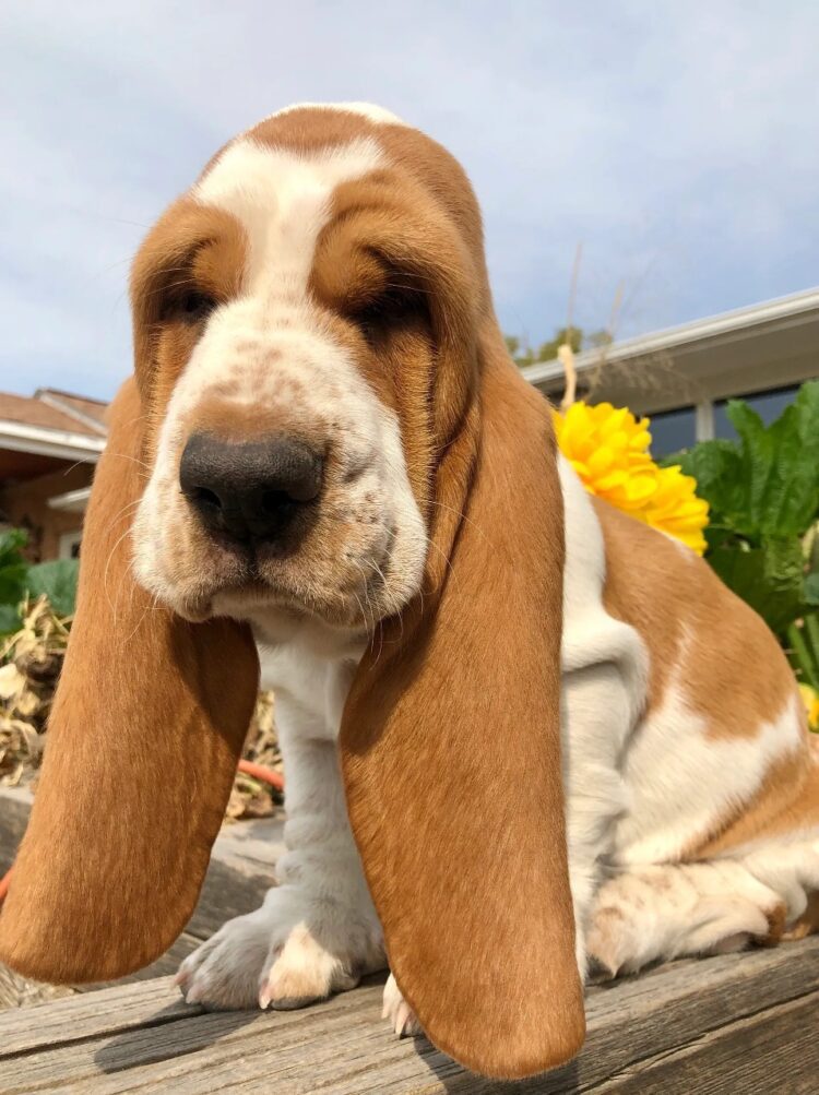 Basset Hound Puppies For Sale in delhi, India