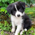 Border Collie Puppies For Sale