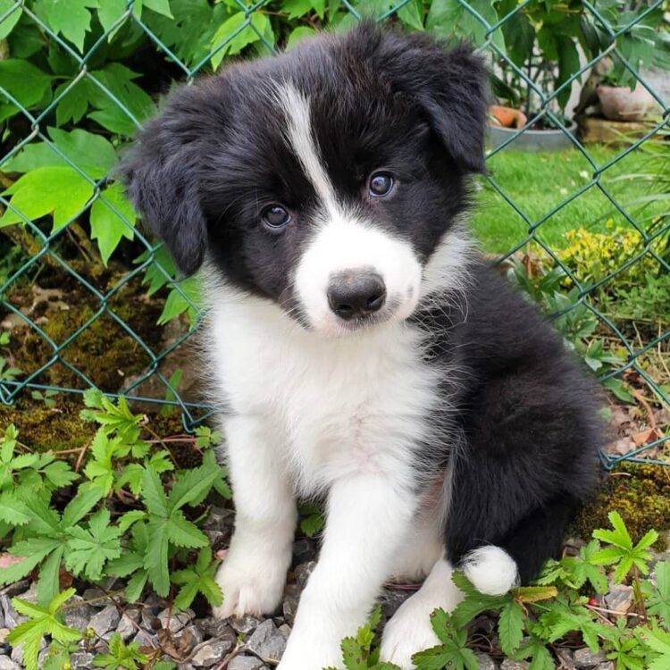 Border Collie Puppies For Sale