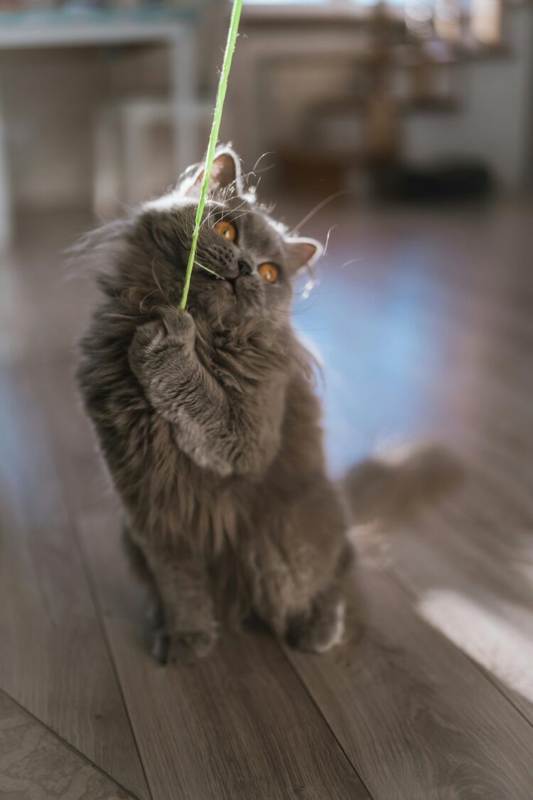 British Longhair Cats/Kittens near me