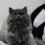 British Longhair Cats/Kittens for sale