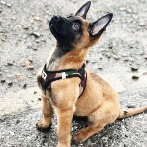 Belgian Malinois Puppies in india