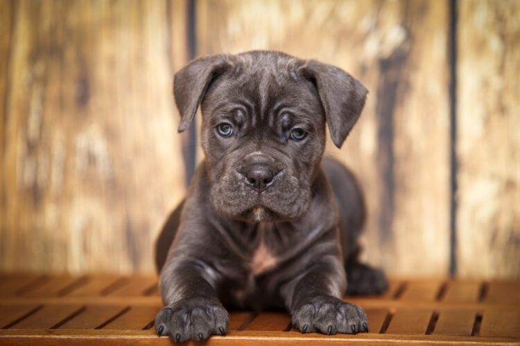 Cane Corso Grey near ma