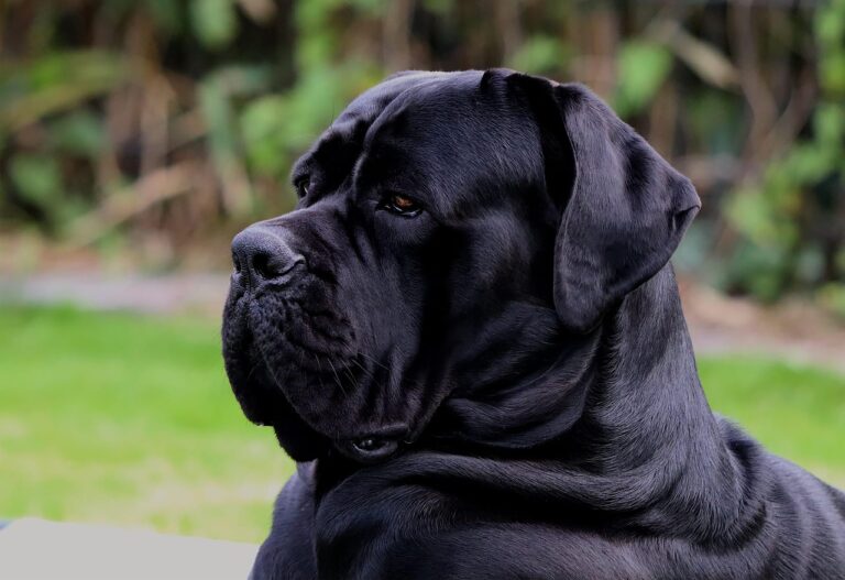 Cane Corso puppies near me