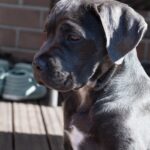 Blue Cane Corso Puppies For Sale