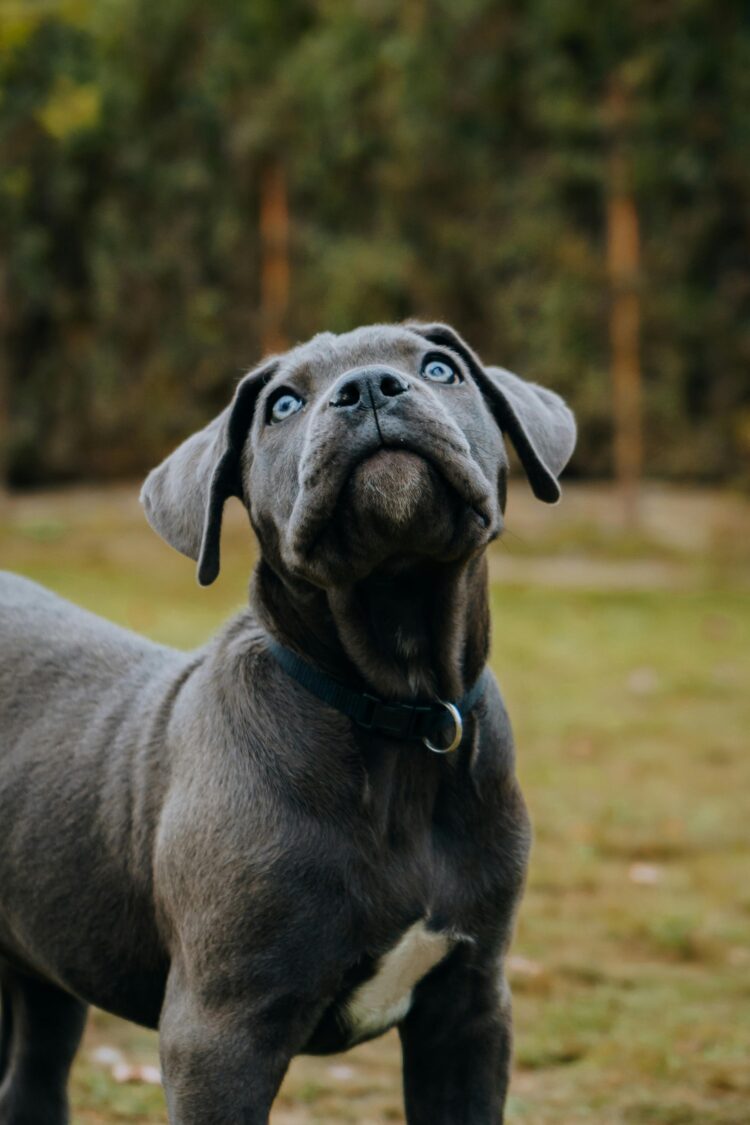 Blue Cane Corso Puppies For Sale