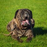 Beautiful Cane Corso Brindle puppy