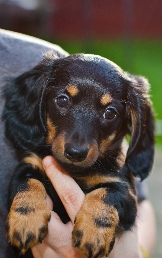 Dachshund Long Hair puppy for sale-vaccinated