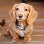 Dachshund Long Hair Puppies for sale near me