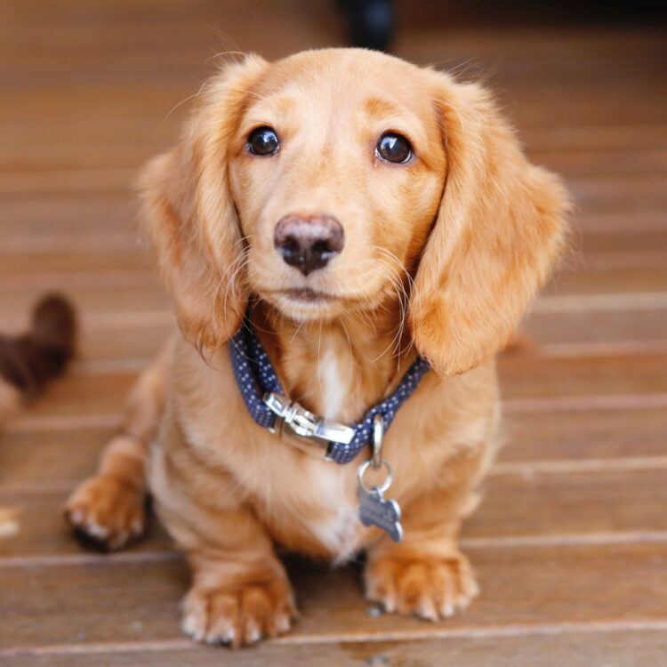 Dachshund Long Hair Puppies for sale near me