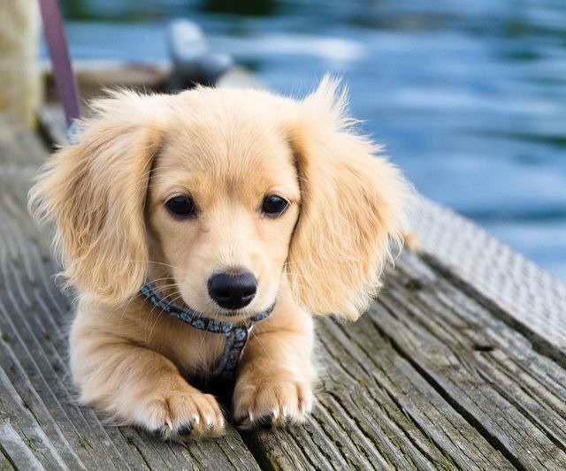 Buy Dachshund Long Hair puppy in delhi, India
