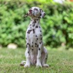Dalmatian Brown & White Puppies for sale