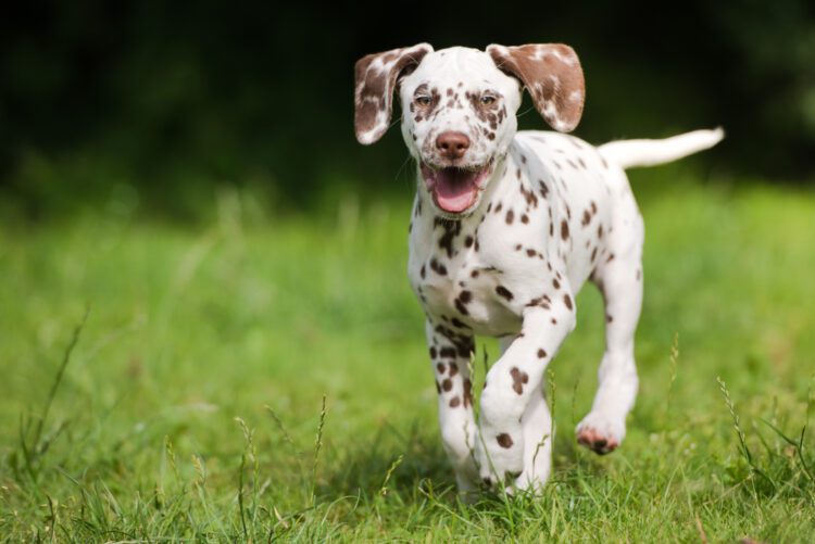 Buy Dalmatian Brown & White Puppies in delhi