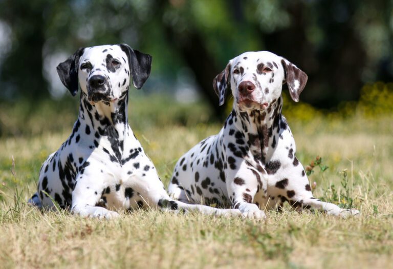 Dalmatian Brown & White Puppies for sale- vaccinated