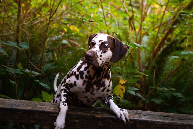 Buy Dalmatian Brown & White Puppies near me