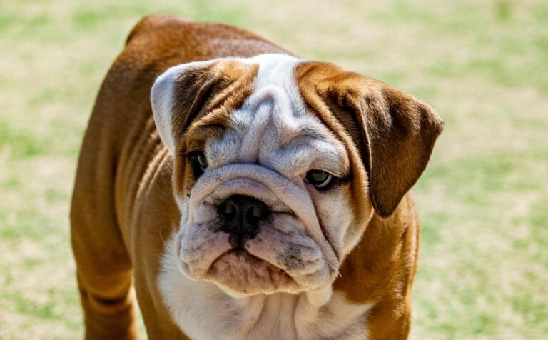 Bull Dog Puppies in delhi