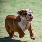 Bull Dog Puppies For Sale