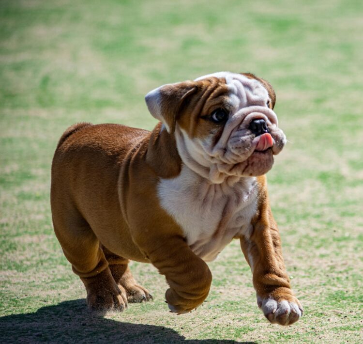 Bull Dog Puppies For Sale