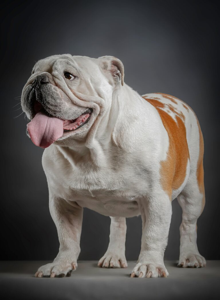 buy Bull Dog Puppies near me