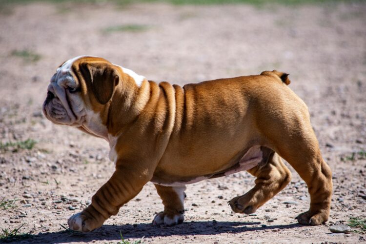 Bull Dog Puppies in india
