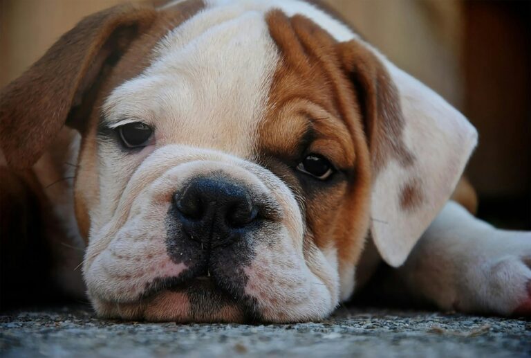 Bull Dog Puppies near me