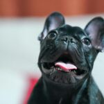 French Bulldog Puppies For Sale in Delhi, India