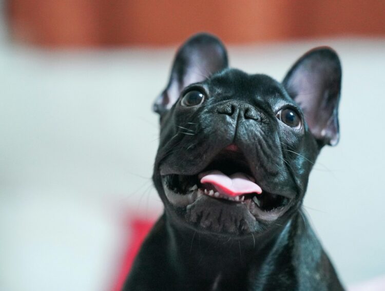 French Bulldog Puppies For Sale in Delhi, India