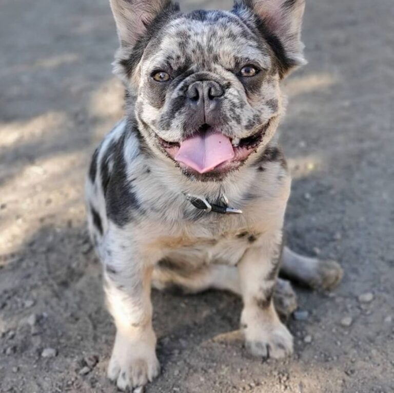 Adorable French Bulldog Puppies For Sale near me