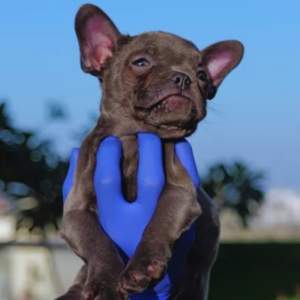 Blue French Bulldog Puppies for sale in Delhi