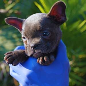 Buy Blue French Bulldog in Delhi- vaccinated