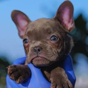 Buy Blue French Bulldog Puppies near me