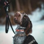 German Wirehaired Pointer Puppies For Sale- vaccinated