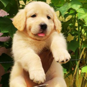 Golden Retriever Puppies for Sale in Kolkata - Puppiezo