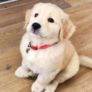 Buy adorable Golden Retriever Puppies in India