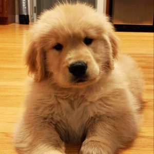 Buy vaccinated Golden Retriever Puppies near me in Delhi