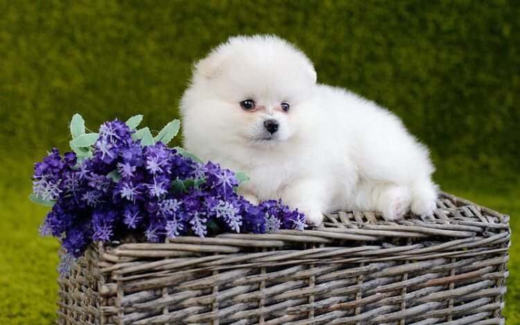 Royal Pomeranian Puppy for sale near me in Delhi