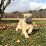 Cute Cane Corso Fawn Colour Puppies for sale in Delhi, India