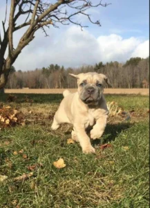 Cute Cane Corso Fawn Colour Puppies for sale in Delhi, India