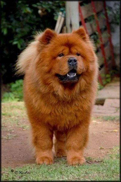 Vaccinated Chow Chow Red Puppies for sale in Delhi, India