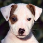 Jack Russell Terrier Rough Coat in delhi