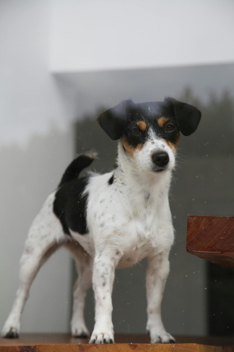 Cute Jack Russell Terrier Tri Colour Puppies for sale in India