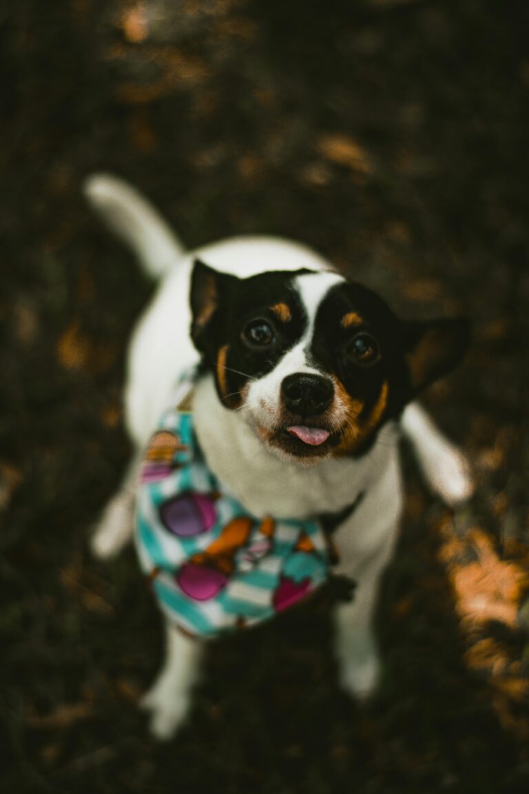 Buy vaccinated Jack Russell Terrier Tri Colour Puppies In Delhi