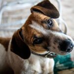 Jack Russell Terrier Tri Colour Puppies For Sale in Delhi