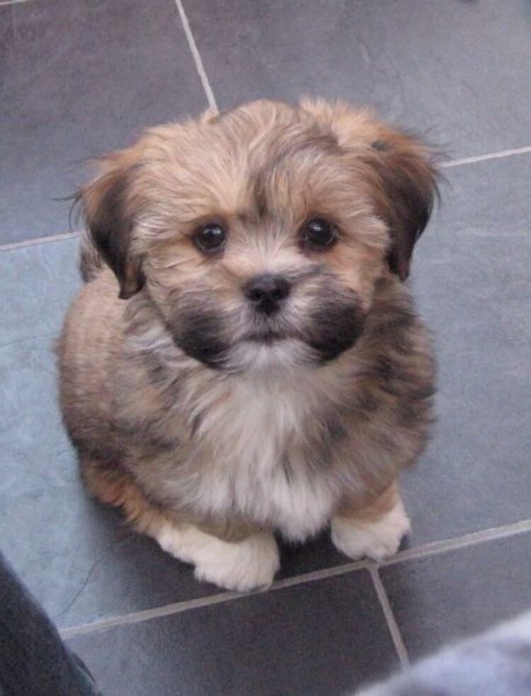 Lhasa Apso Tri Colour Puppies in india