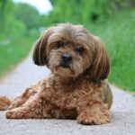 Lhasa Apso Tri Colour Puppies For Sale