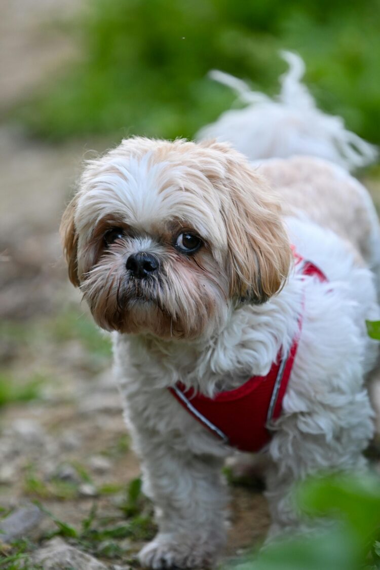 Lhasa Apso White Puppies in india